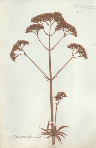 Valeriana  officinalis