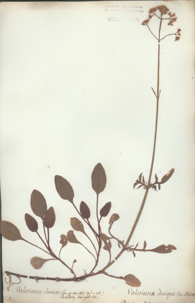 Valeriana dioica