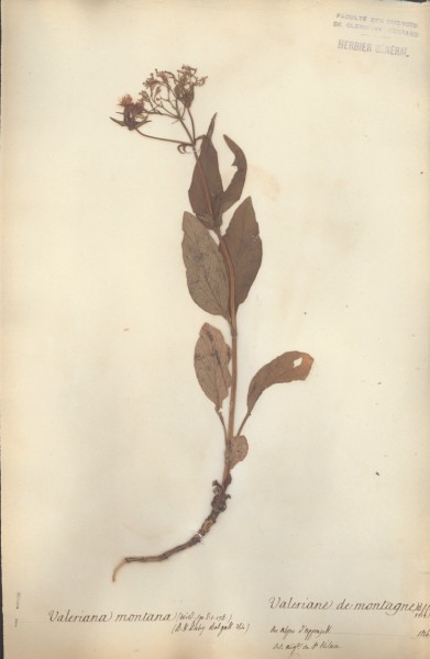Valeriana montana