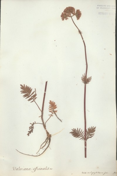 Valeriana officinalis var