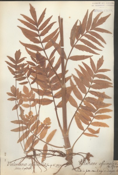 Valeriana officinalis