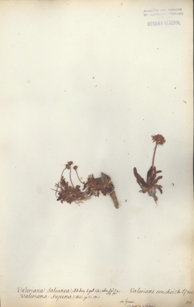 Valeriana saliunca