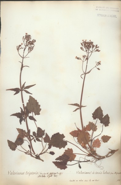 Valeriana tripteris