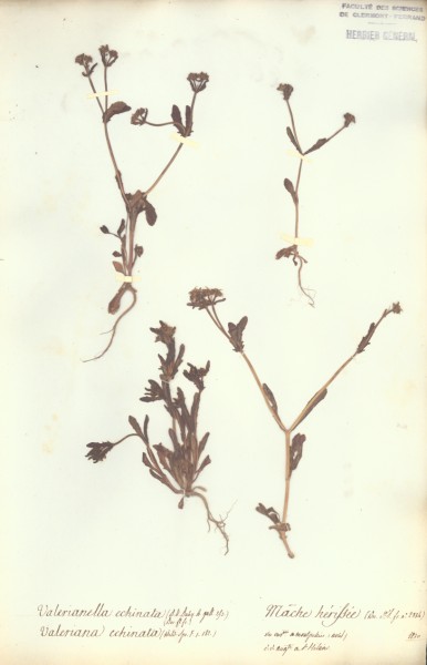Valerianella echinata CLF044567