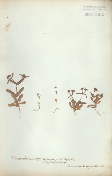 Valerianella eriocarpa CLF044573