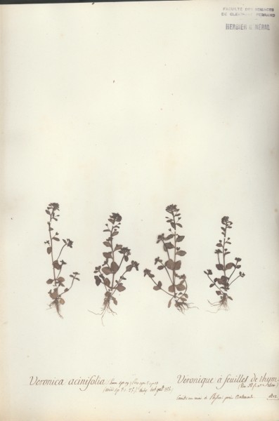 Veronica acinifolia CLF071235