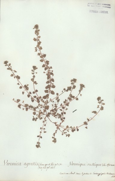 Veronica agrestis CLF071249