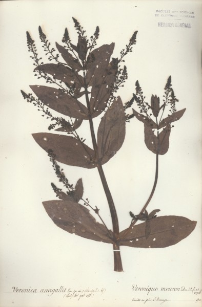 Veronica anagallis CLF071271