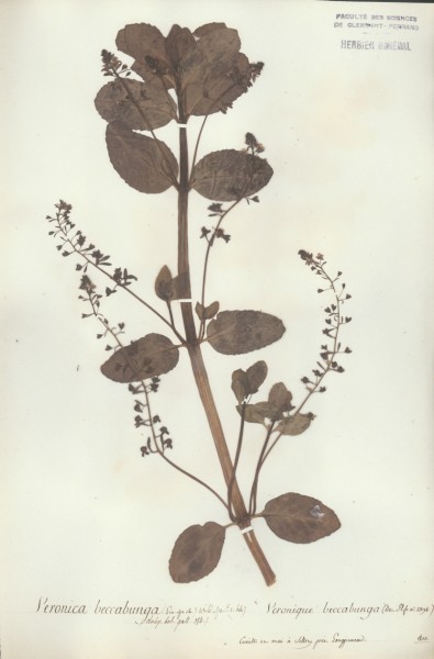 Veronica beccabunga CLF071322