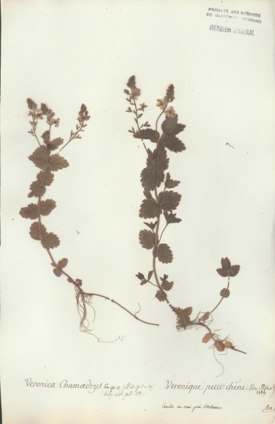Veronica chamaedrys CLF071356