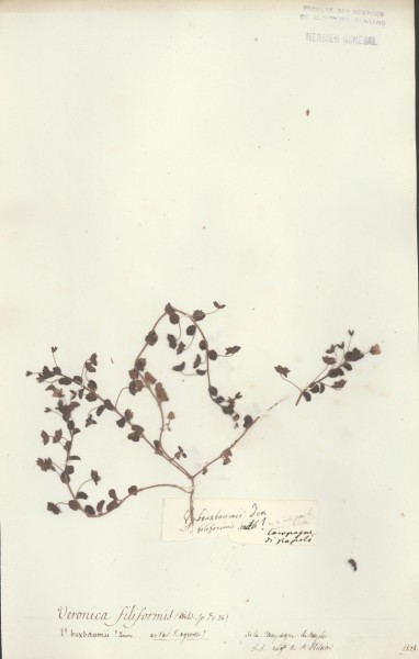 Veronica filiformis CLF071344
