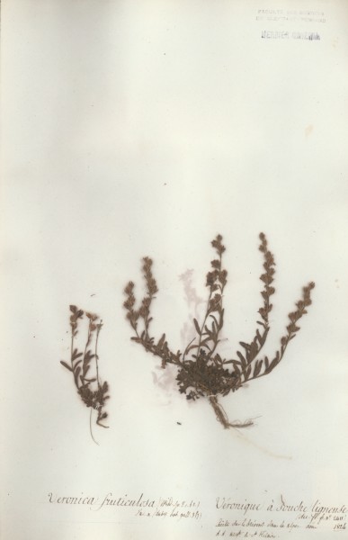Veronica fruticulosa CLF071392