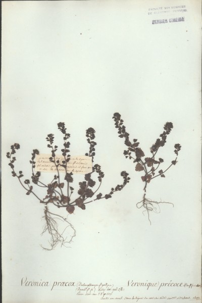 Veronica praecox