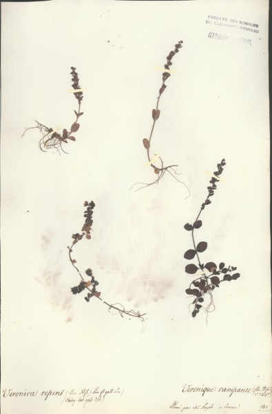 Veronica repens