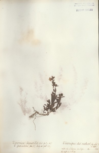 Veronica saxatilis CLF071391