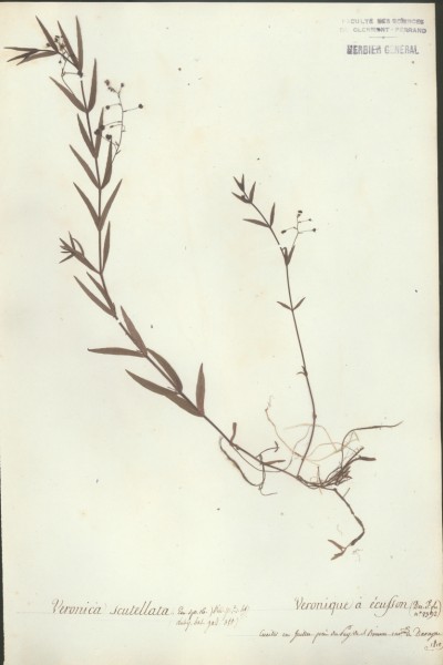 Veronica scutellata
