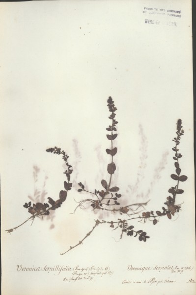 Veronica serpillifolia