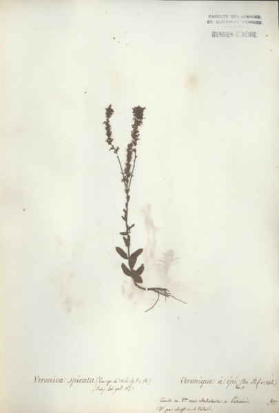 Veronica spicata