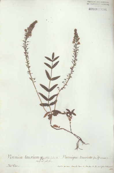 Veronica teucrium