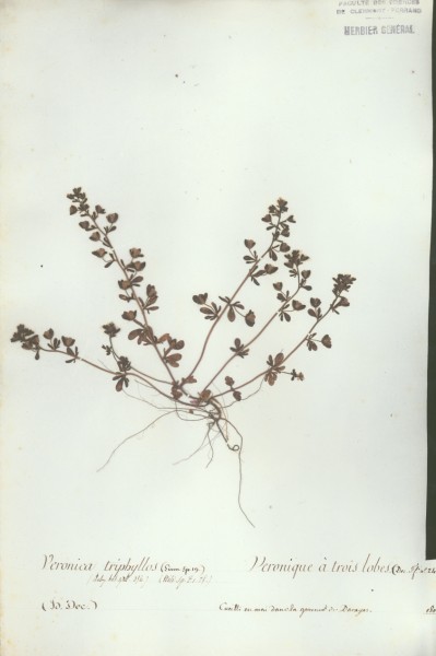 Veronica triphyllos