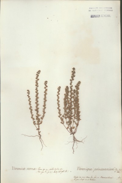 Veronica verna
