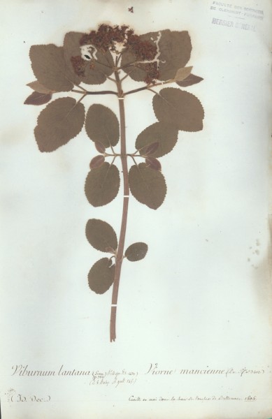 Viburnum lantana CLF042976