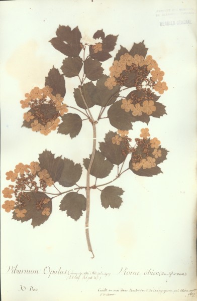 Viburnum opulus CLF042995