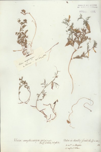 Vicia amphicarpa CLF029895