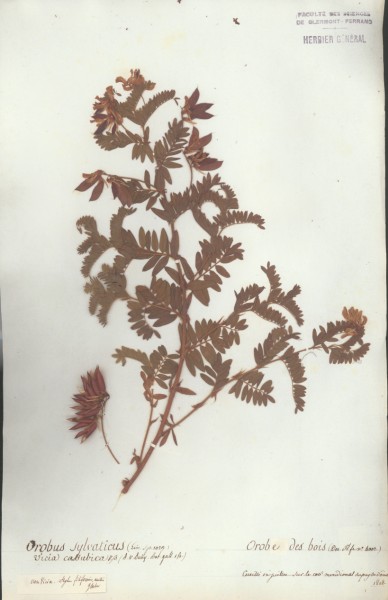 Vicia cassubica CLF032223