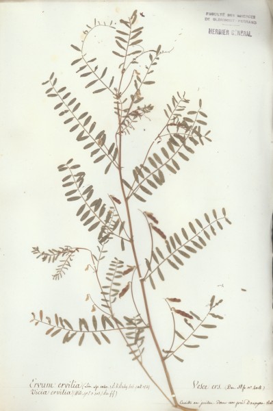 Vicia ervilia CLF032025