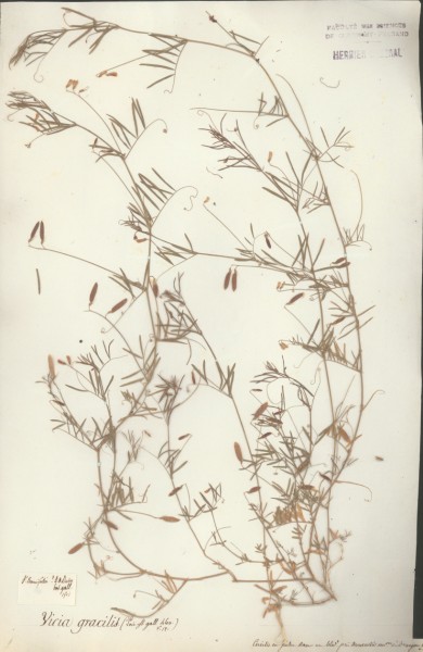 Vicia gracilis CLF032057