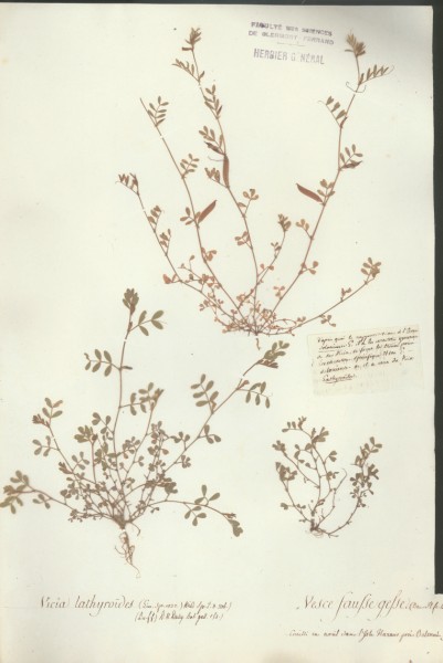 Vicia lathyro&Atilde;¯des CLF032102