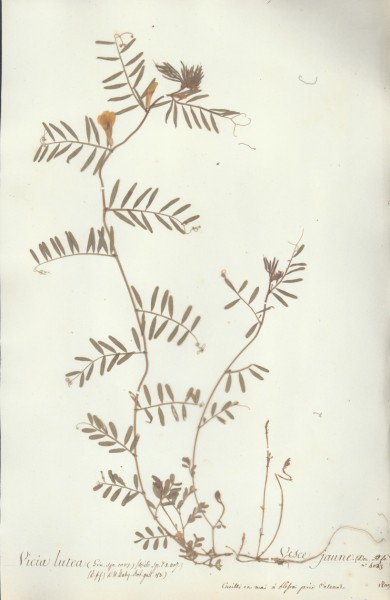 Vicia lutea CLF032130