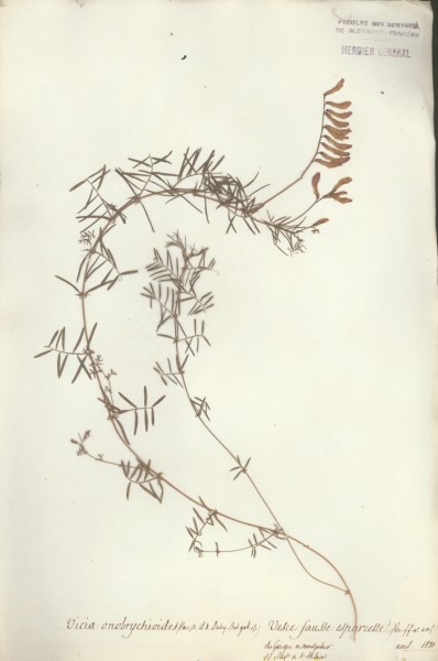 Vicia onobrychio&Atilde;¯des CLF032202