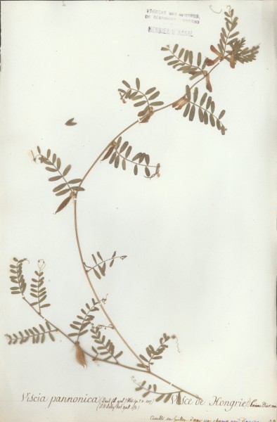 Vicia pannonica CLF032246