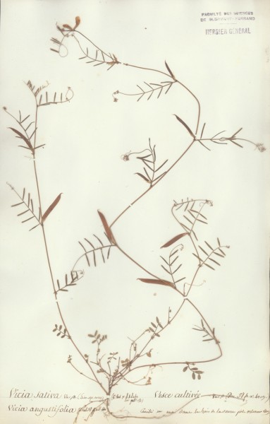 Vicia sativa CLF029910