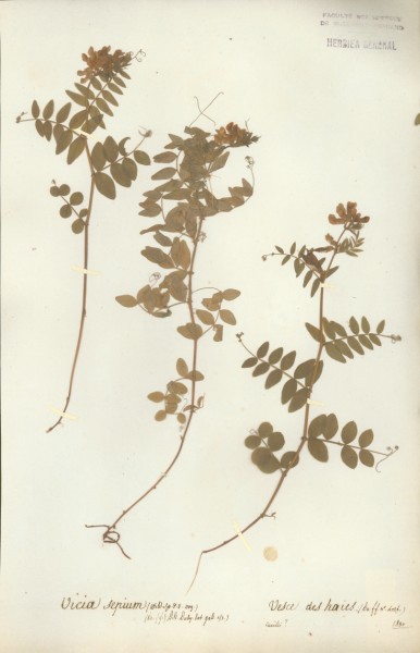 Vicia sepium CLF032285