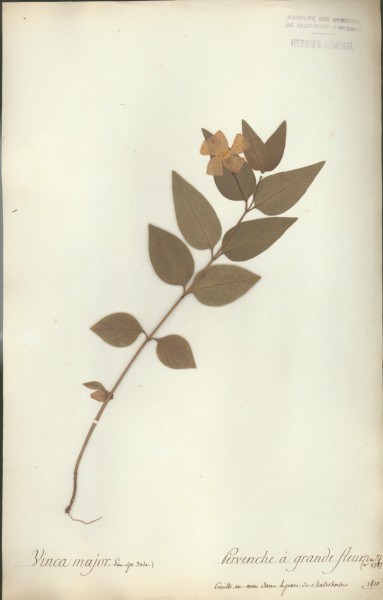 Vinca major CLF059786