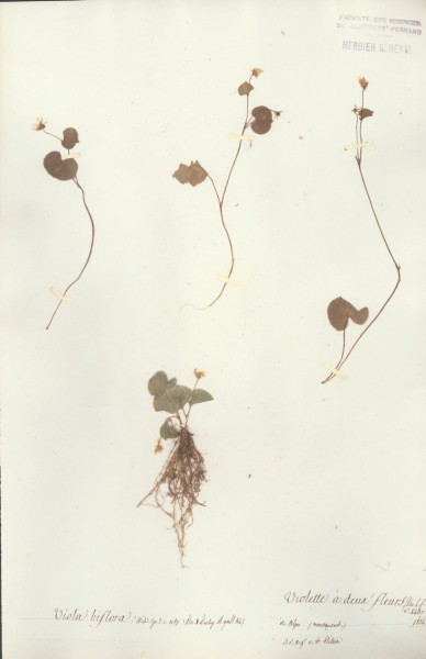 Viola biflora CLF016190