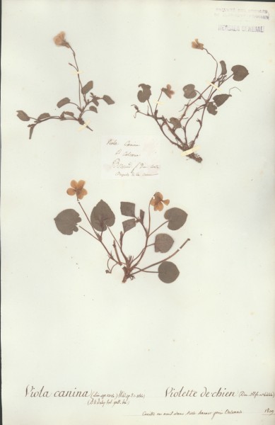 Viola canina CLF016223