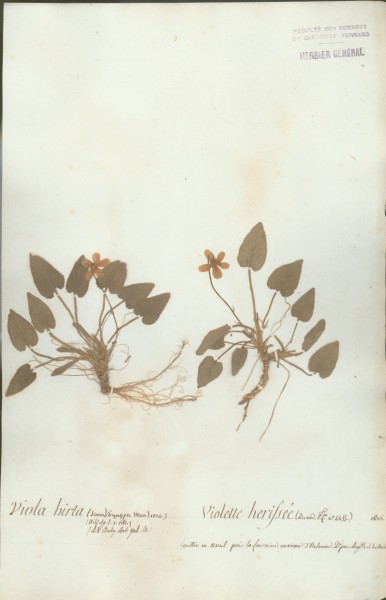 Viola hirta CLF016291