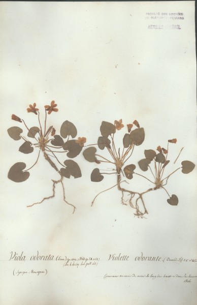 Viola odorata CLF016378