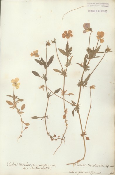 Viola tricolor CLF016327