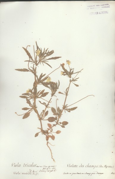 Viola tricolor CLF016603