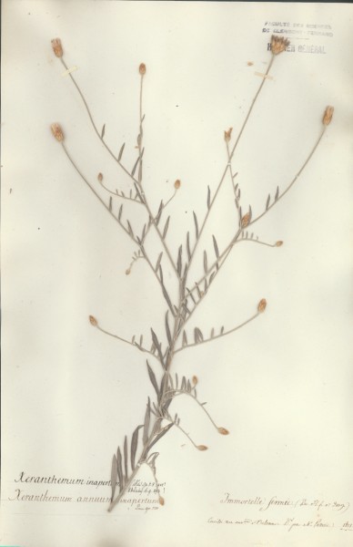 Xeranthemum annuum CLF049226