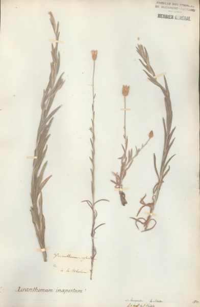 Xeranthemum inapertum CLF049212