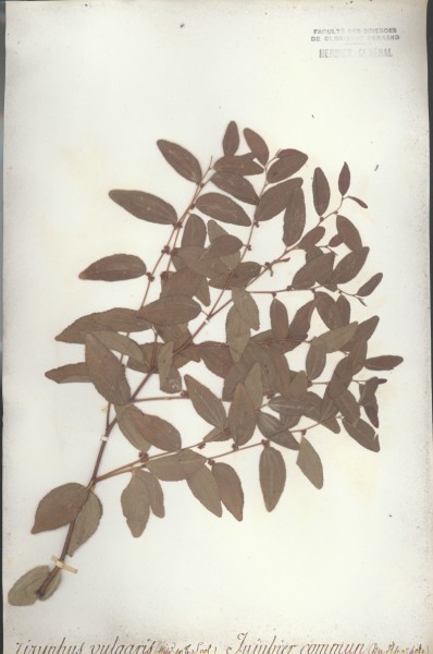 Zizyphus vulgaris CLF023553